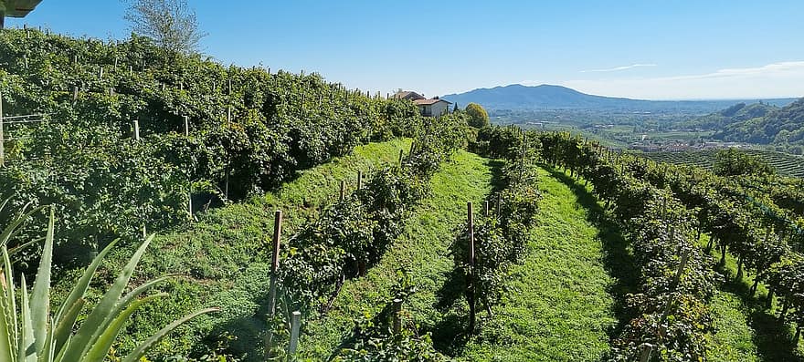 viinitarha, mäki, maaseutu, Valdobbiadene, Italia, viiniköynnösten, plantaasi, viininviljely, maatila, ala, maaseudun