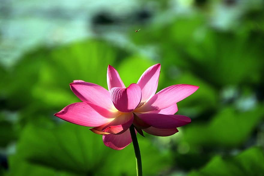 Flower, Lotus, Water Lily, Aquatic Plant, plant, summer, leaf, petal, flower head, close-up, blossom