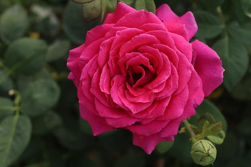 Rosa, flor, Rosa rosada, floración, flora, amor, naturaleza, pétalos de rosa, romántico, planta, botánica