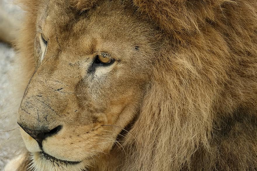 Lion, Predator, Mane, Male, Carnivores, Dangerous, Wildcat