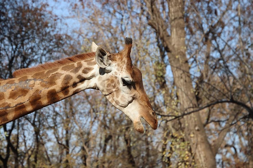 girafă, animal, mamifer, cap, cu gât lung, cu picioare lungi, faună, animale în sălbăticie, Africa, safari animale, cap de animal