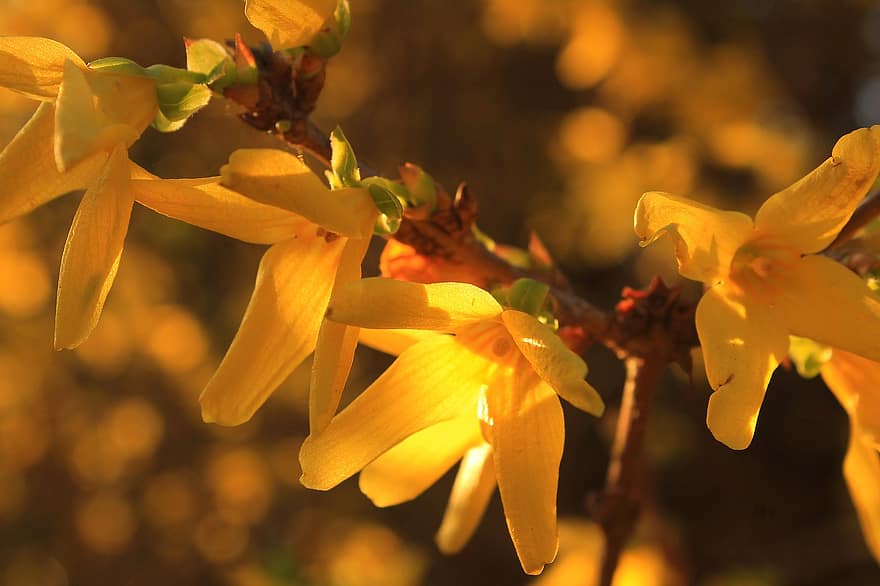λουλούδια, θάμνος με κίτρινα φυλλοειδή άνθη, άνοιξη, κήπος, κίτρινος, ανθίζει, βοτανική