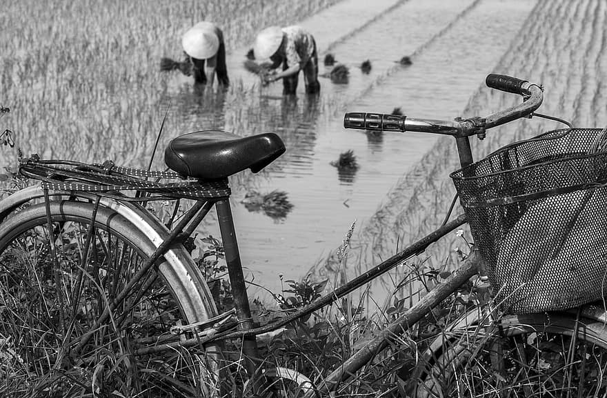 bicicleta, agricultores, plantación, campo, granja, monocromo, campo de arroz, rural, Granjeros, bac ninh, Vietnam