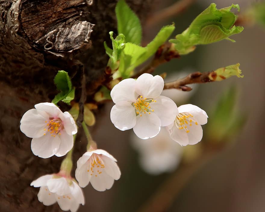 fleurs, fleurs de cerisier, pétales, branche, épanouissement, Sakura, flore, sakura, printemps, saison de printemps