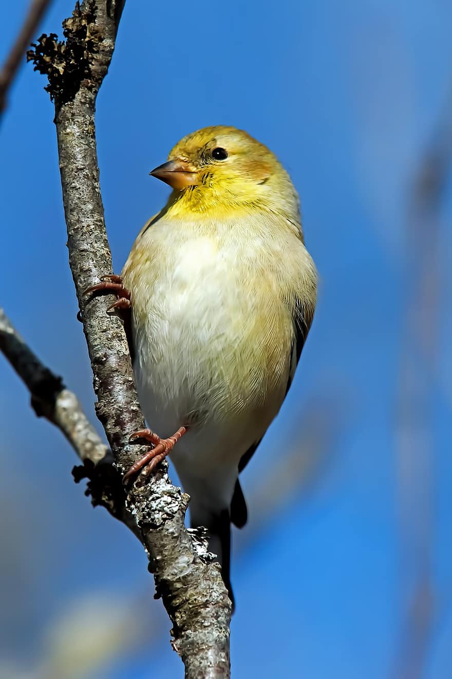 pasăre, american goldfinch, ornitologie, specie, faună, aviară, animal, animale sălbatice, natură, cioc, pană
