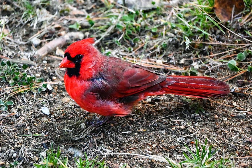 ocell, cardenal, vida salvatge, ornitologia, songbird, espècies, fauna, animal