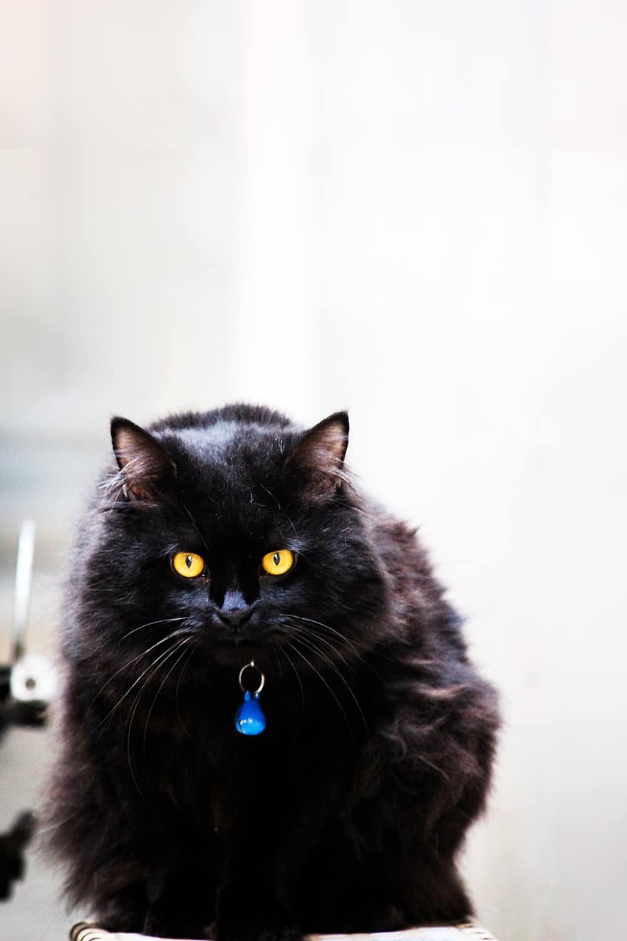 kot, czarny kot, koci, zwierzę, zwierzęta domowe, Kot domowy, uroczy, patrząc, wąsy, kotek, futro