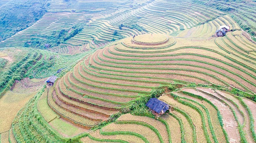 terasy, hospodařit, krajina, rýže, rýžové pole, zemědělství, pole, plantáž, venkov, venkovský, údolí
