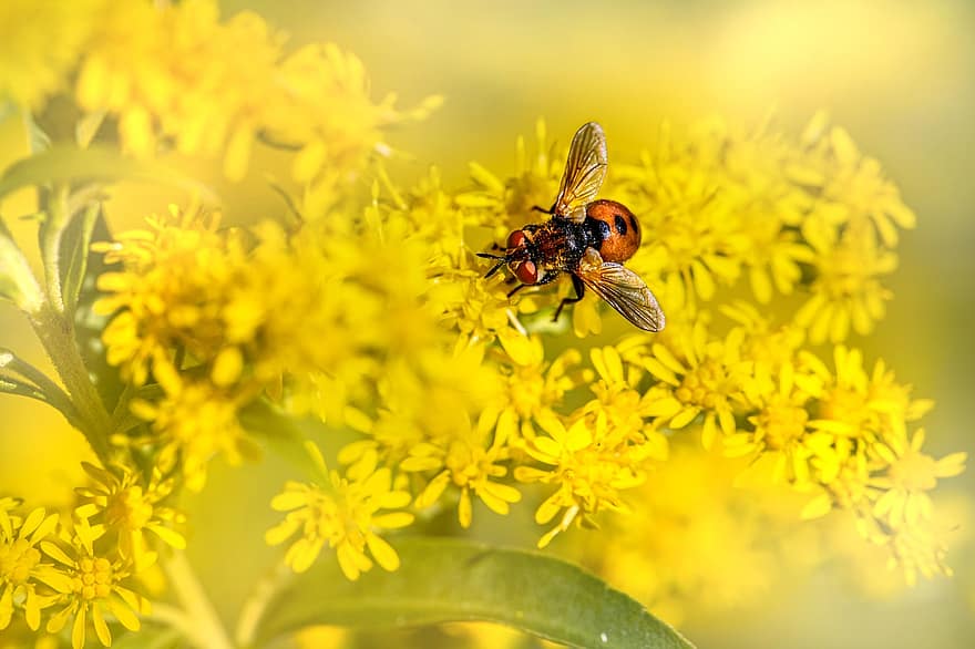 légy, rovar, Tachinidae, virágok, pollen, beporzás, sárga, méh, virág, közelkép, nyári