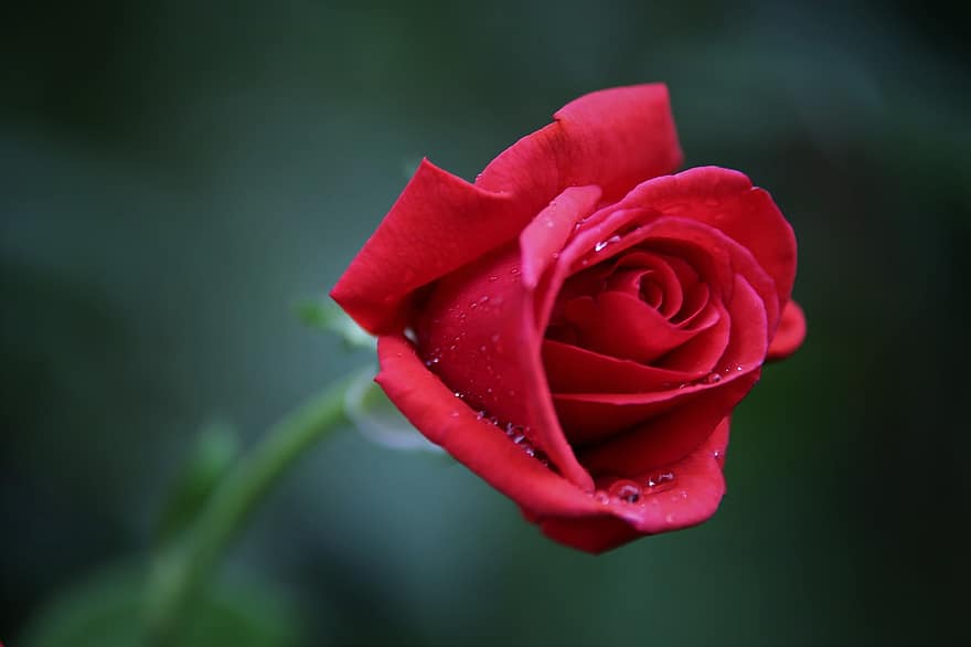 Czerwona aksamitna róża, kwiat, rozkwiecony, kwitnące, płatki, czerwony kwiat, roślina, dekoracyjny, krople wody, krople deszczu, kropelki