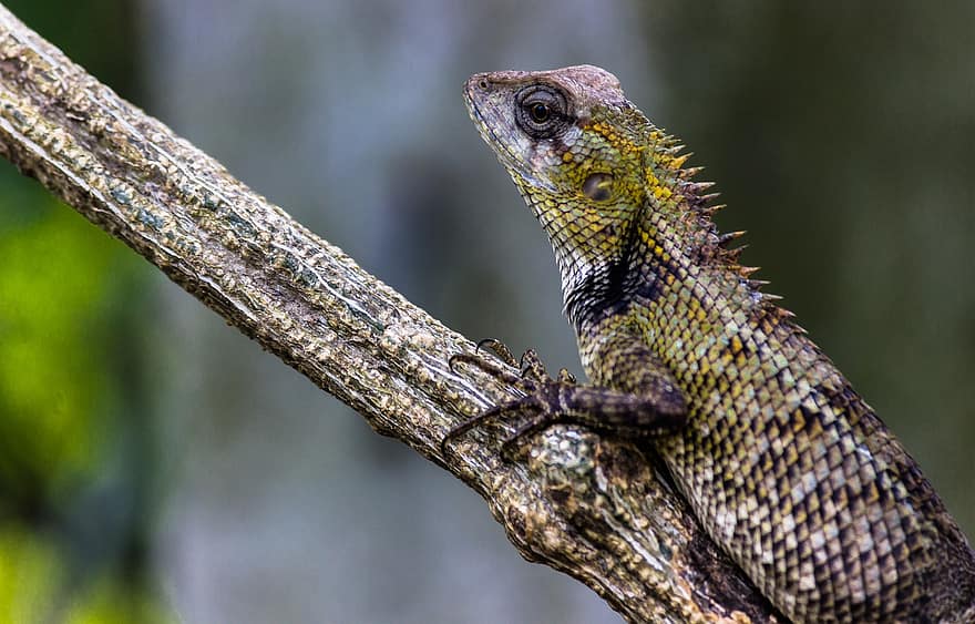 Chameleon, Lizard, Animal, Wildlife, Reptile, Wood, Nature, close-up, animals in the wild, dragon, green color