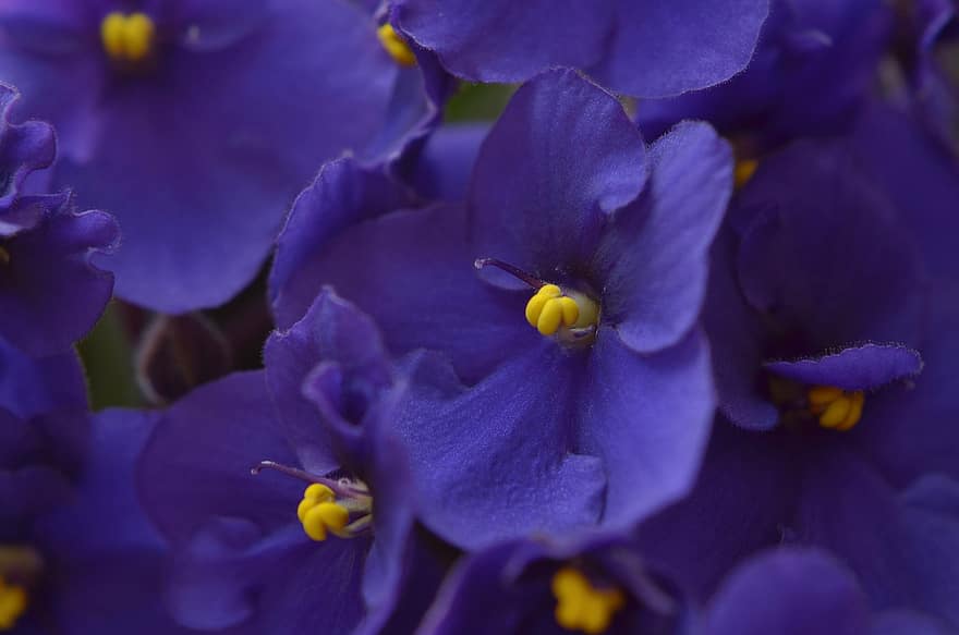 violetas, flores, plantas, fechar-se, fundo, violetas africanas, saintpaulia, pétalas, Flor