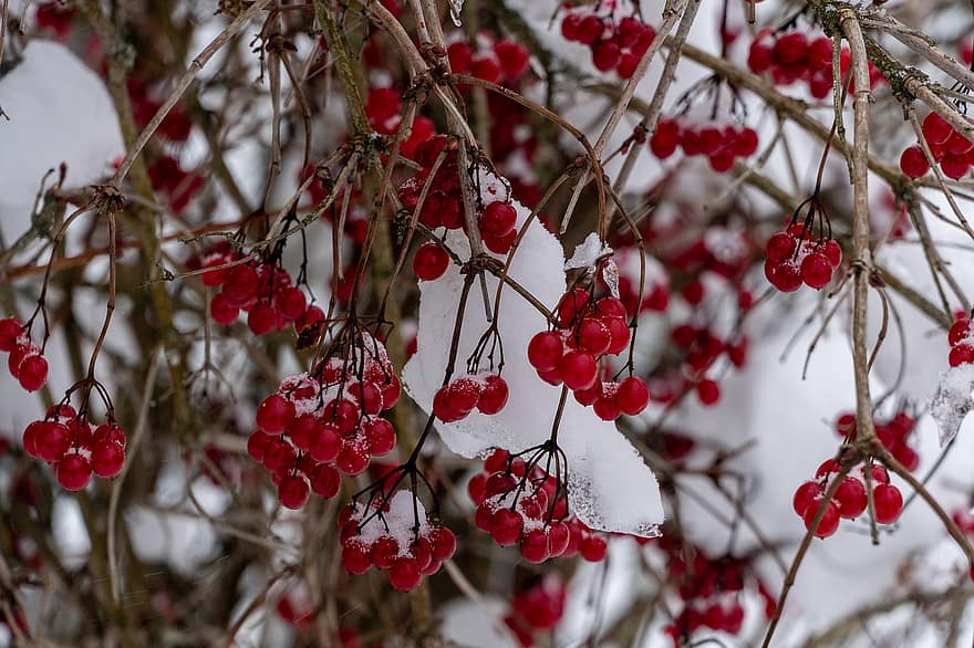 iarnă, îngheţ, fructe de padure, fructe, zăpadă, natură, frunze, ramură, fruct, a închide, prospeţime