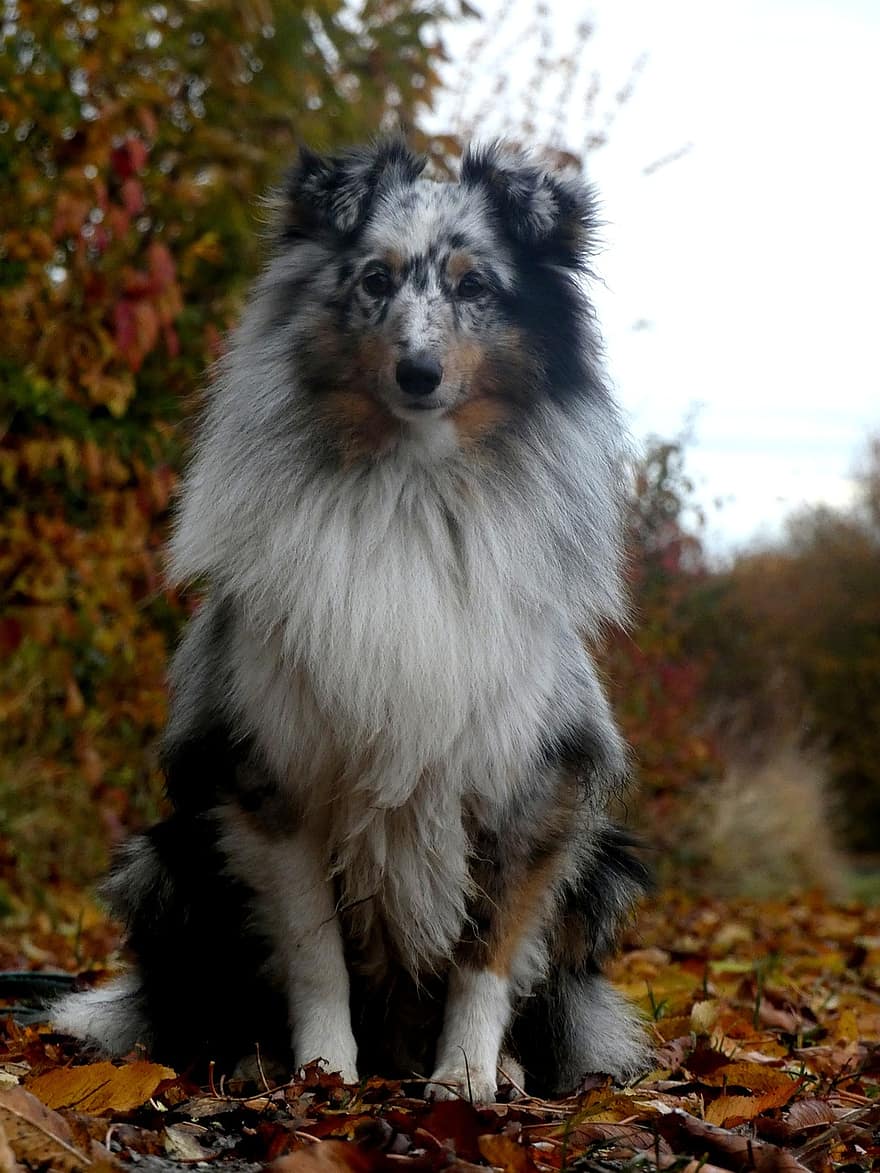 Pes, šeltie, shetlandský ovčák, psí, domácí zvíře, venku, podzim, zvíře, les, pole