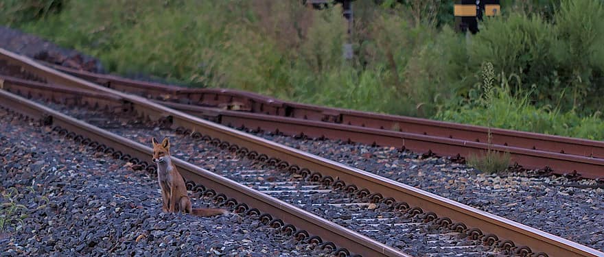 liška, železnice, kolejnice, stopy, skály, zvíře, volně žijících živočichů, divoké zvíře