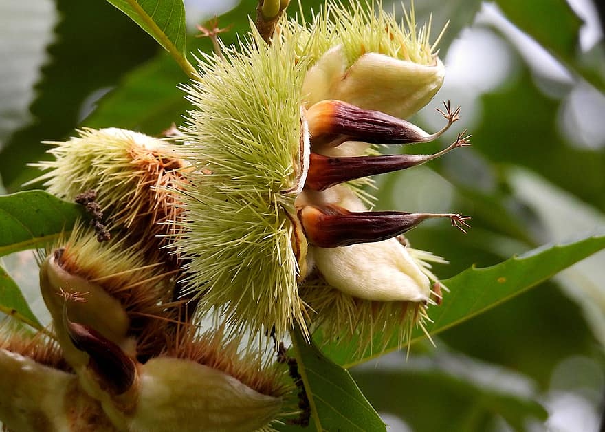 कैस्टेनिया डेंटाटा, अमेरिकी शाहबलूत, शाहबलूत फल, प्रकृति