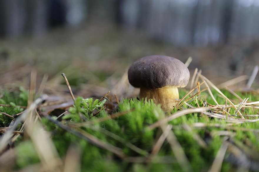 гриб, лес, природа, грибок, поганка, крупный план, питание, осень, свежесть, зеленого цвета, трава