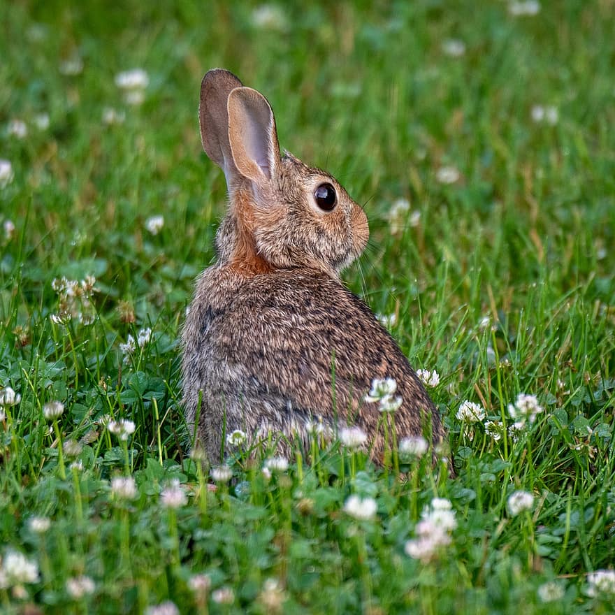 토끼, 갈색 토끼, 잔디, 야생 생물, 자연, 동물, 성채 찰스