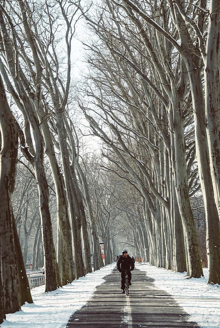 зима, проспект, дерева, сніг, шлях, дорога, дерево, чоловіки, ліс, сезон, пішохідна доріжка