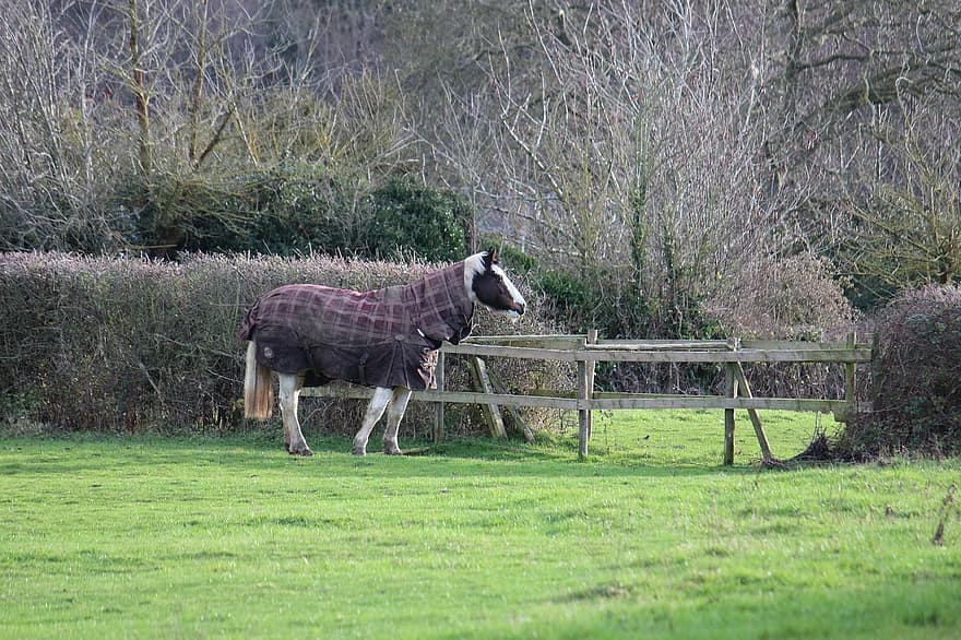 Horse, Blanket, Animal, Equine, Mammal, Jacket, Fence, grass, farm, rural scene, meadow