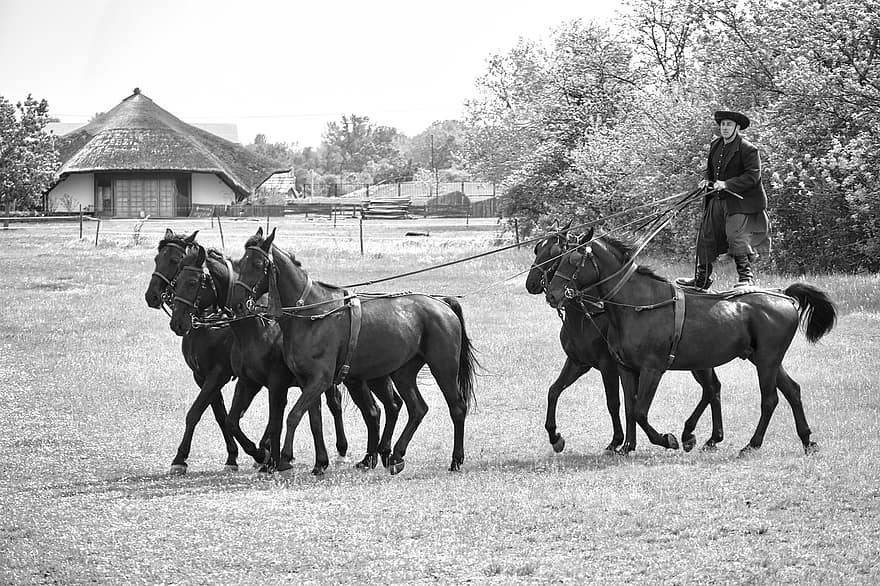 Unkarilainen ratsastaja, tiimi, hevoset, ratsastaja, hevosnäyttely, esitys, eläimet, hevos-, ratsastus-, ala, Unkarin kieli