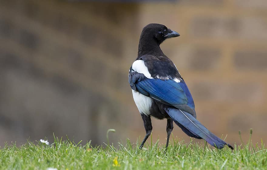 Magpie, Grass, Bird, Black, White, Nature, Livestock, Birds Feather, Standing, Agriculture, Crow