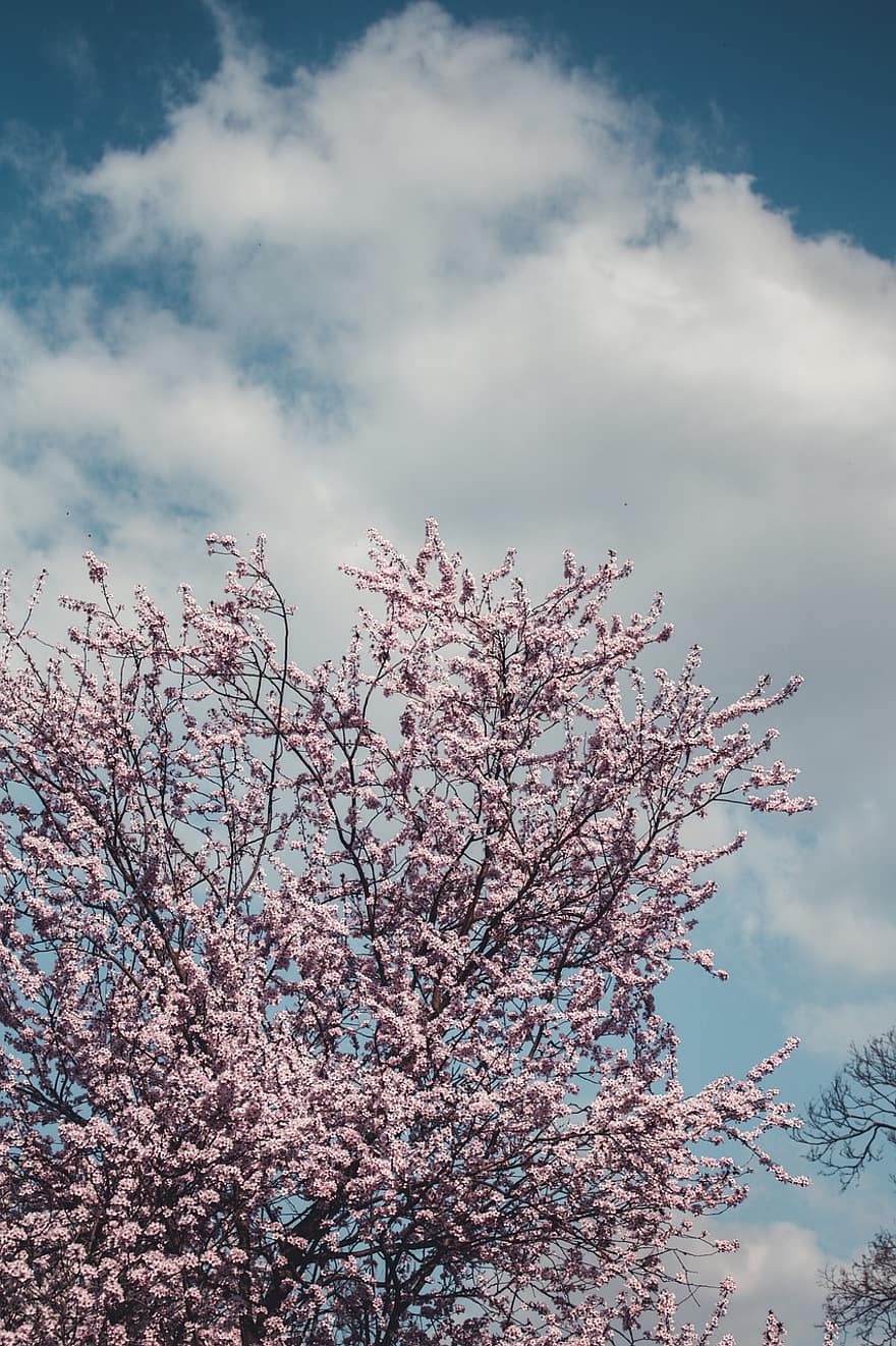 himmel, moln, träd, natur, vår, blomma, grenar