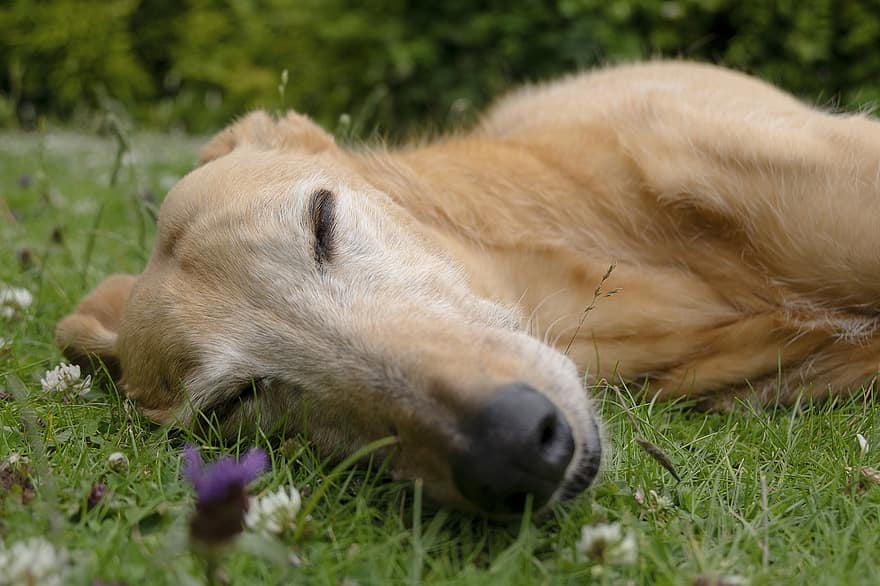 šuo, naminių gyvūnėlių, miega, pievos, gyvūnas, naminis šuo, šunims, žinduolių, poilsio, lauke, žolė