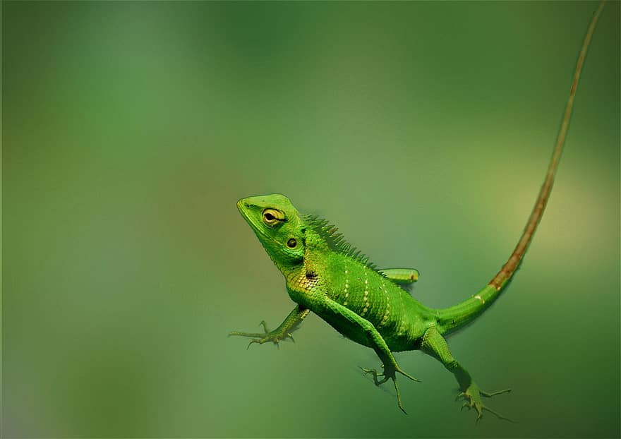 calotes ، الزواحف ، حيوان ، سحلية ، الحيوانات البرية ، أخضر ، طبيعة