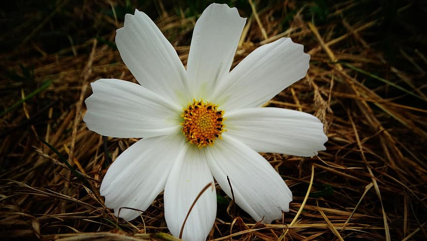квітка, космея, білий, цвітіння