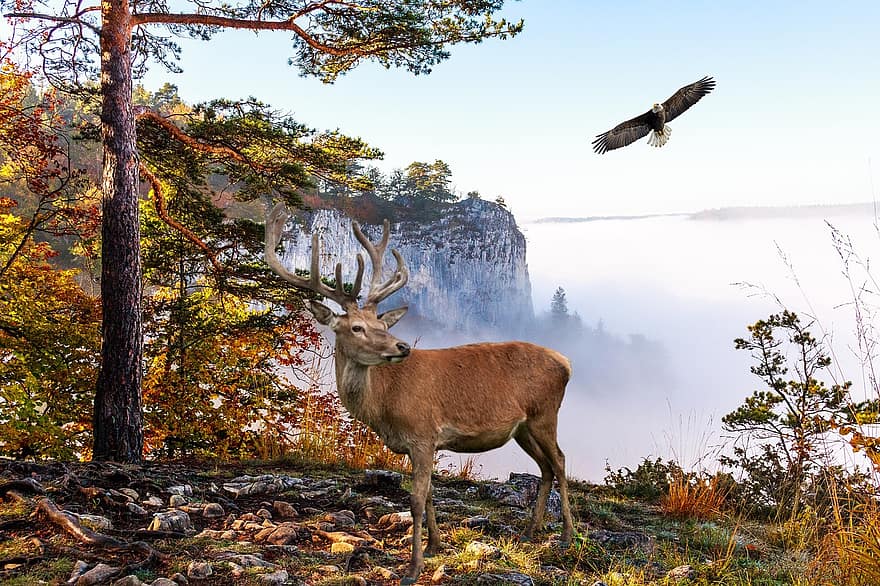hjort, ørn, bjerge, Skov, dyr, dyreliv, fugl, flyvende, træer