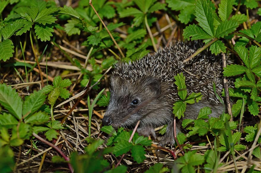Hedgehog, Pet, Animal, Prickly, Short Legs, Spiny Coat, Mammal, Animal World, Nocturnal, animals in the wild, close-up