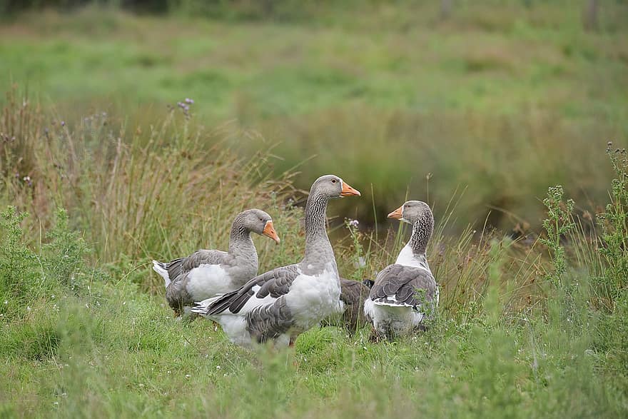 Greylag Geese, Geese, Birds, Toulouse Geese, Waterfowls, Water Birds, Aquatic Birds, Animals, Plumage, Meadow