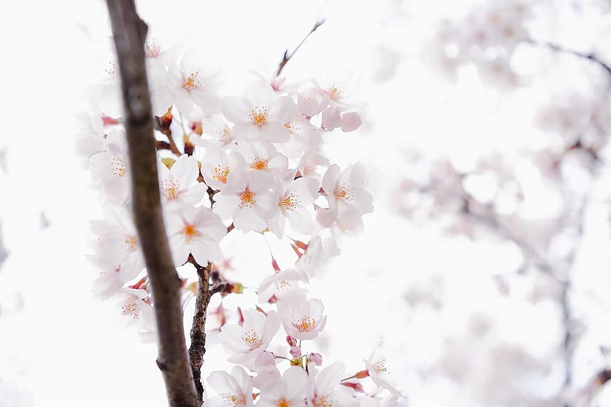 flori, Japonia, flori de cireș, primăvară, sezonier, a inflori, inflori, natură, ramură, floare, a închide