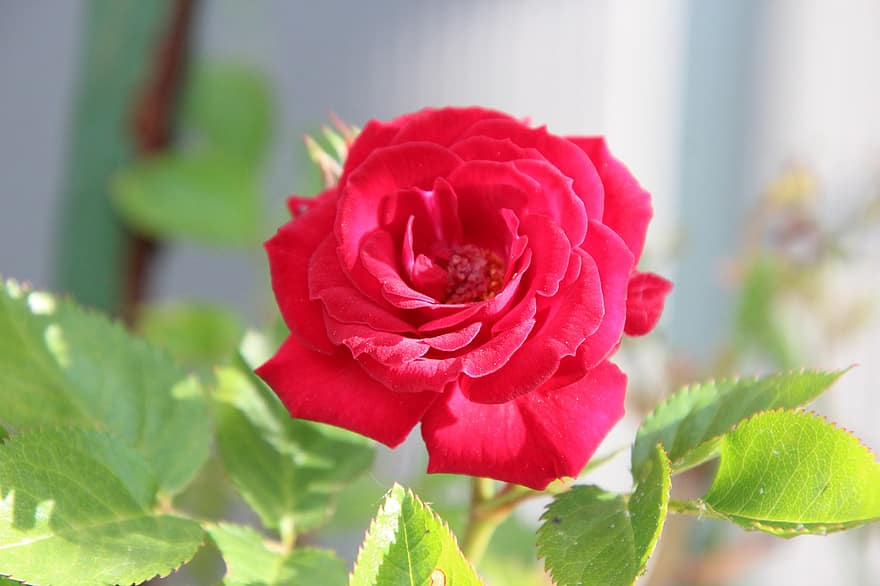 roos, roze roos, roze bloem, bloem, flora, natuur, bloeiend, tuin-, blad, detailopname, fabriek
