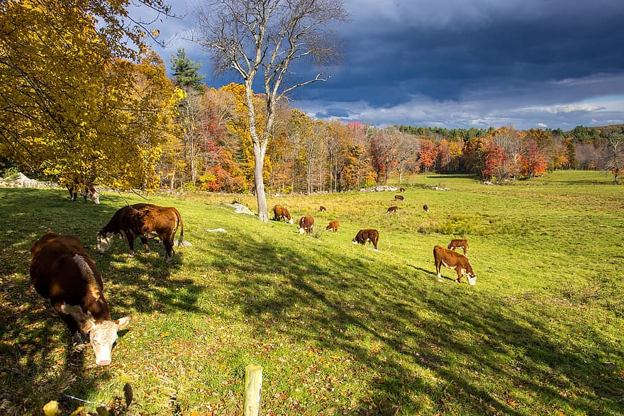 động vật, con bò, nông trại, gia súc, ngã, mùa thu, ngoài trời, cảnh nông thôn, cỏ, đồng cỏ, nông nghiệp