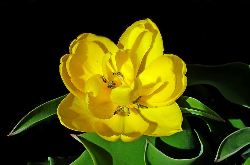 fiore, tulipano, giallo, giardino, natura, primavera, di stagione, fioritura, fiorire, petali