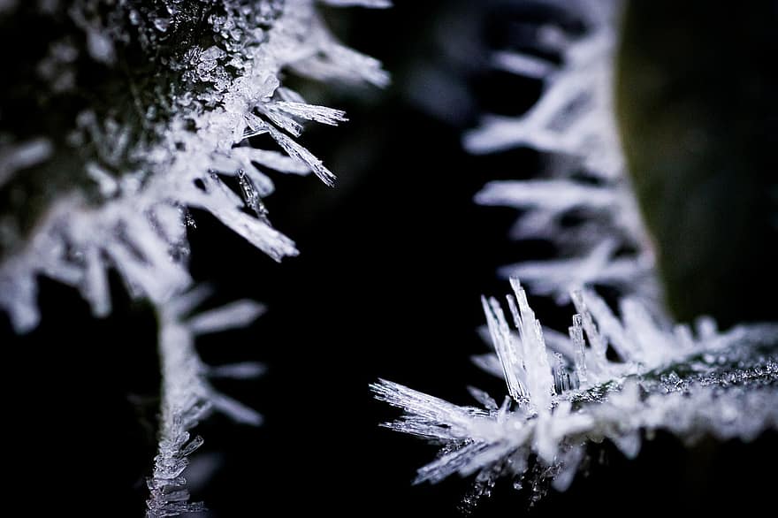 šalčio, lapai, ledo kristalai, žiemą, pobūdį, lapija, makro, Iš arti, augalų, ledas, fonas