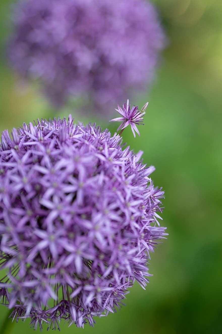 Ornamental Onion, Allium, Purple Flower, Blossom, Garden, Flower, Nature