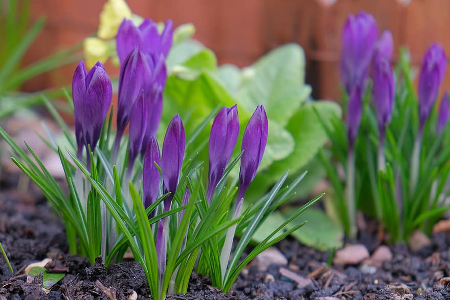 цветы, крокус, весна, пурпурный, сад, цветение, цвести, ботаника, завод, рост, природа