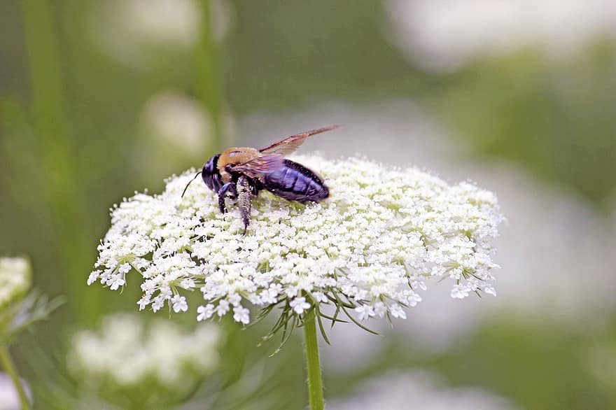 Bie, insekt, blomst, pollinering, pollen, nektar, hage, vår, anlegg, blomster, lilla