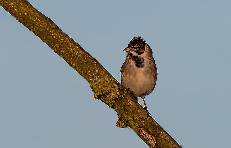 Reed Bunting, Bird, Animal, Songbird, Male, Wildlife, Plumage, Branch, Perched, Nature, Birdwatching