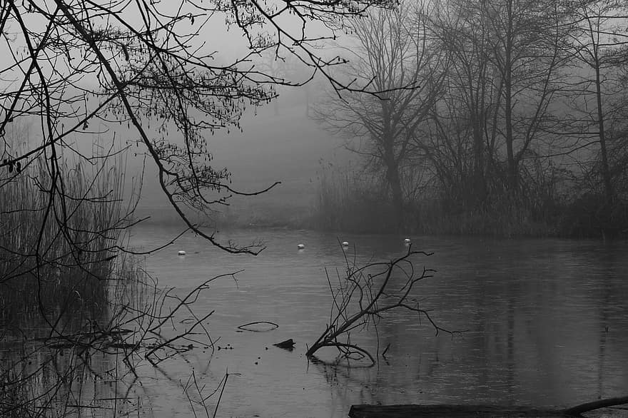 bosque, niebla, lago, paisaje, agua, árbol, otoño, reflexión, estanque, escena tranquila, en blanco y negro
