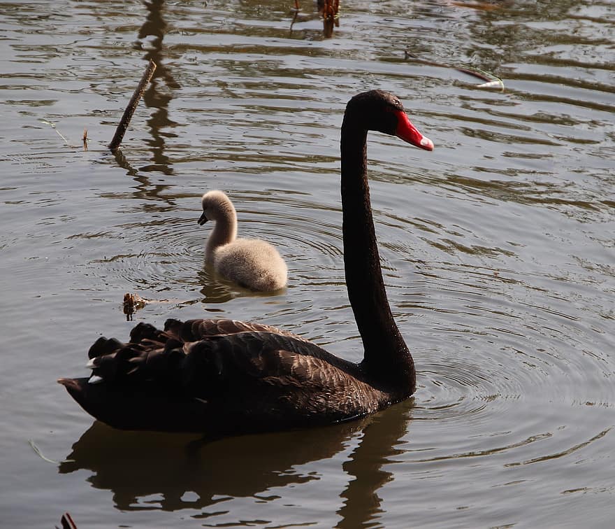 cisnes, cisnes negros, aves, cisne bebé, Familia de cisnes, vadeando, anátidas, aves acuáticas, estanque, agua, reflexión