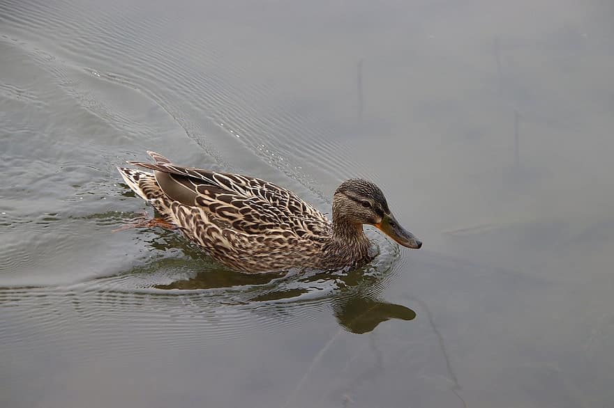 mallard, duck, water bird