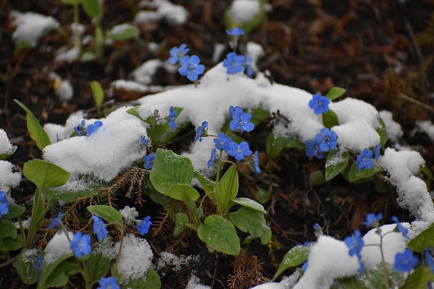 Siberia Lupakan-aku-tidak, bunga-bunga, salju, Awal Musim Dingin, Es, salju yg turun, embun beku, dingin, menanam, kelopak, berkembang