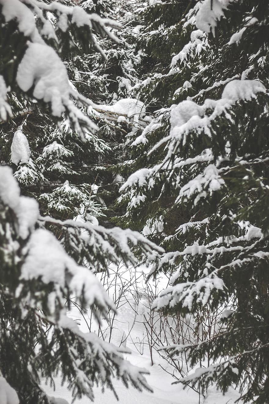 cây, tuyết, rừng, Thiên nhiên, trượt tuyết, phong cảnh, mùa đông, Mùa, chi nhánh, cây thông, sương giá