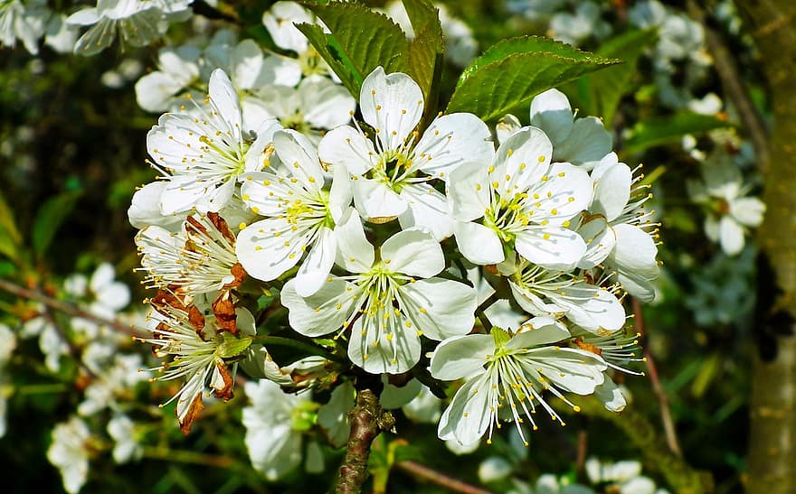 Kirsebær blomster, hvide blomster, blomster, blomstre, flor, sakura, flora, sakura træ, forår, kronblade, hvide kronblade
