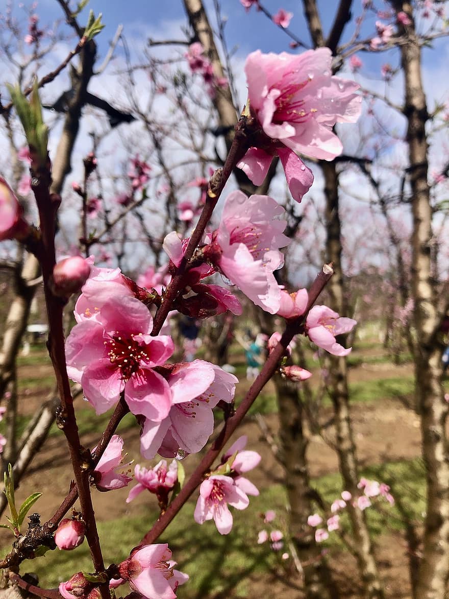 봄, 벚꽃, 자연, 일본, 꽃들, 꽃