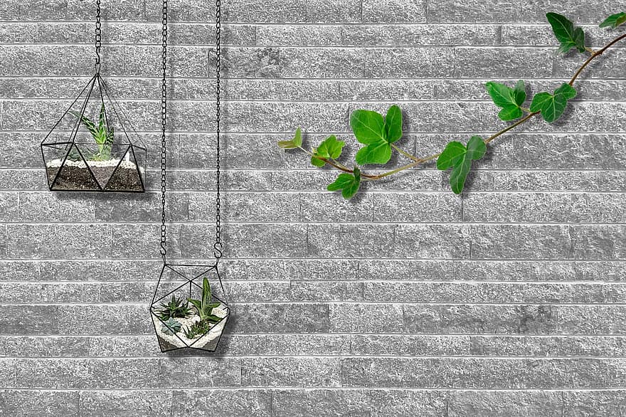 hängande korg, murgröna, rankor, växter, vägg, bakgrund, hängande växter, väggdekoration, blad, växt, hängande